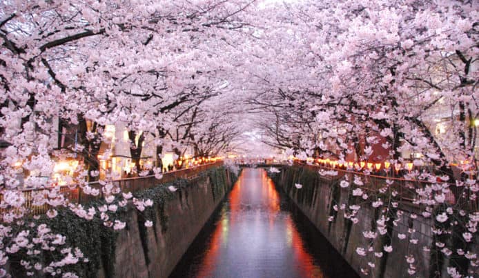 日本用AI預估櫻花開花時期　預測櫻花景點增至1000個