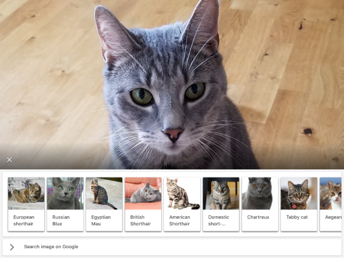 Google Lens 新增寵物品種辨析功能