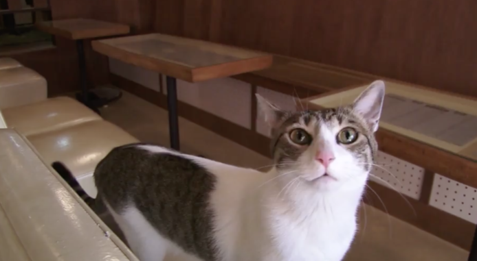 養貓人數漸多  日本研發人造貓血液