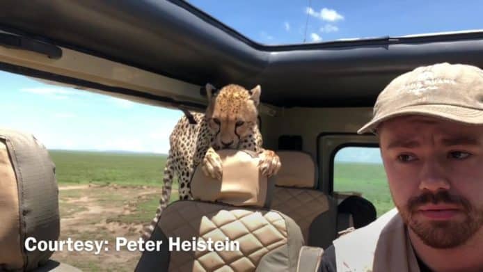 【有片睇】非洲野生獵豹跳進攝影師車廂　精妙應對保命仔