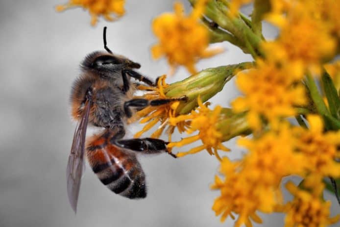 歐盟禁止戶外使用危害蜜蜂的殺蟲劑