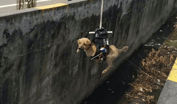 利用航拍機拯救墮渠小狗　印度工程師自製救犬工具