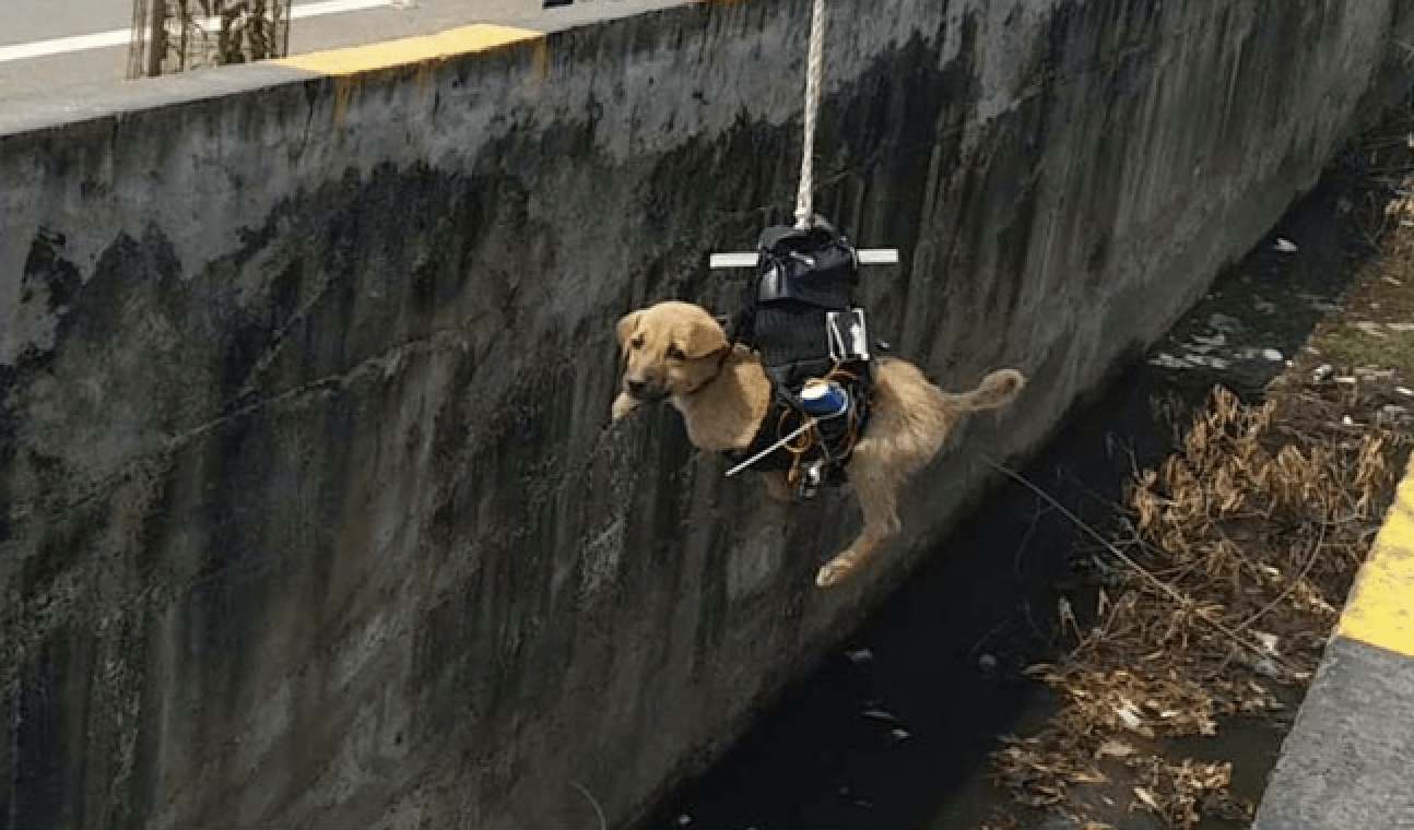 利用航拍機拯救墮渠小狗　印度工程師自製救犬工具