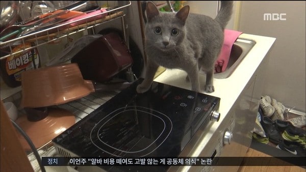 韓國兩隻貓咪引起大火災？　疑電磁爐開關太易按