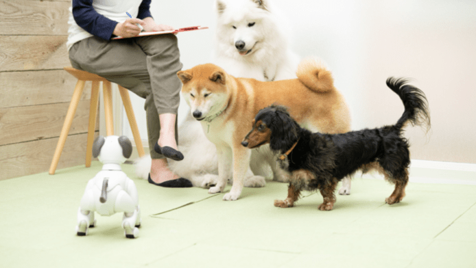 【有片睇】SONY Aibo 機械犬證實可同真實犬隻做朋友