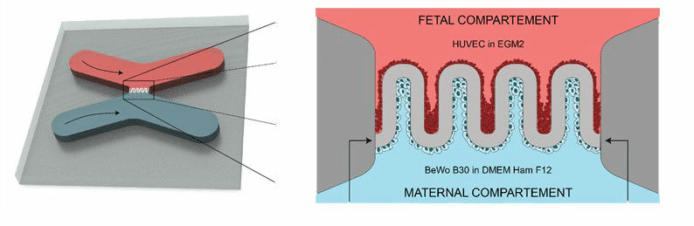 3d 打印人工胎盤模型研究母體和嬰兒物質傳送原理 香港unwire Hk