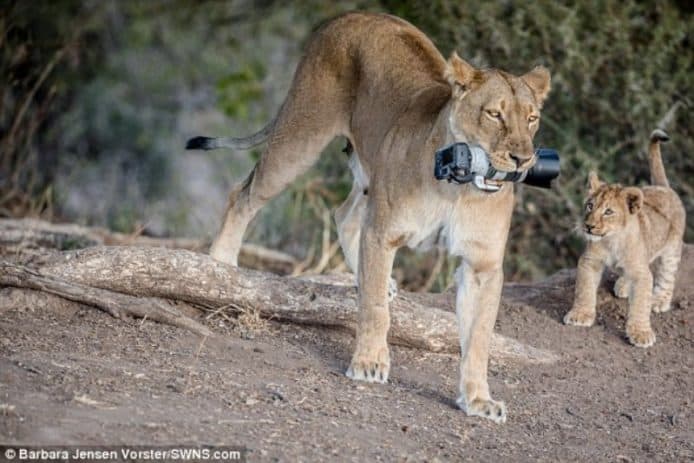 獅子媽媽偷走攝影師 DSLR 相機   給孩子當玩具