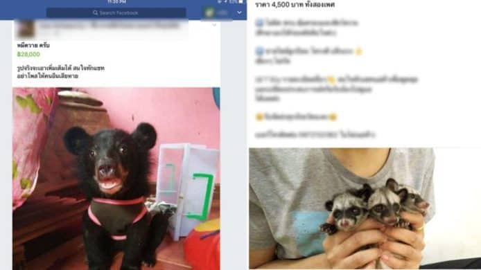 動物組織指泰國 Facebook   存在大量非法野生動物交易