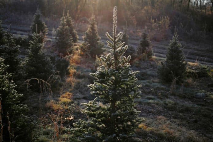 Amazon 發售 2 米高天然聖誕樹　售價約 $900 港元