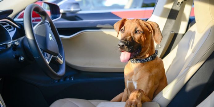 Tesla 或研發「狗狗模式」讓愛犬在車內更安全更舒適