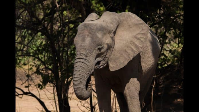 無牙象避過獵殺繼續生存　莫桑比克逾三成母象沒有象牙　
