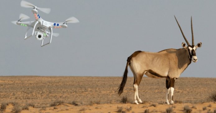 航拍機新用途   保護瀕危絕種尼日爾羚羊