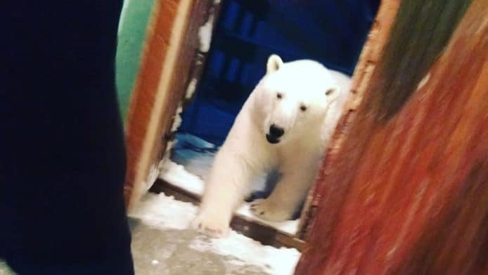 北極熊大舉入侵俄國城市　最少 52 隻北極熊市內覓食