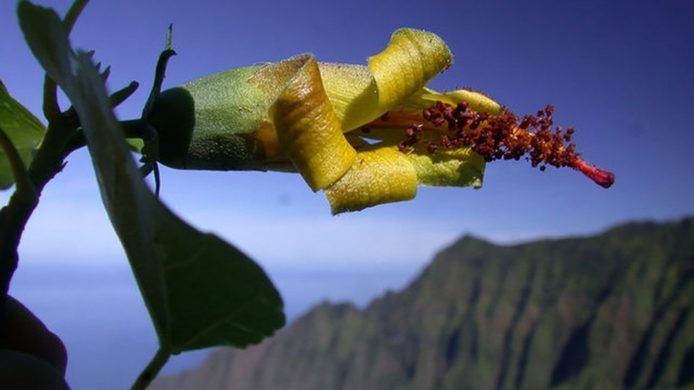 航拍機在夏威夷協助尋回「已絕種」植物