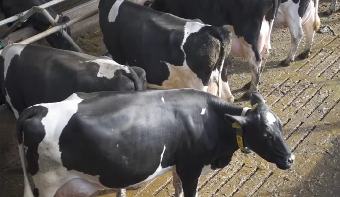 英國牧場用 5G+物聯網改善乳牛管理　感知位置與壓力狀況