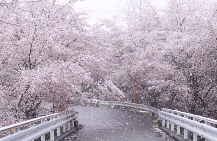 大雪與櫻花融合的粉白空間 　日攝影愛好者留住美好一刻