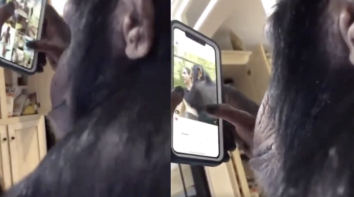 【有片睇】黑猩猩都玩Instagram　 滑手機動作似足人類