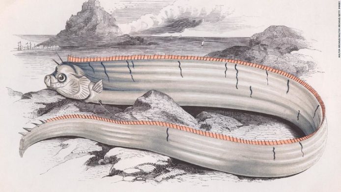 「深海魚是地震前兆」日研究：純屬迷信