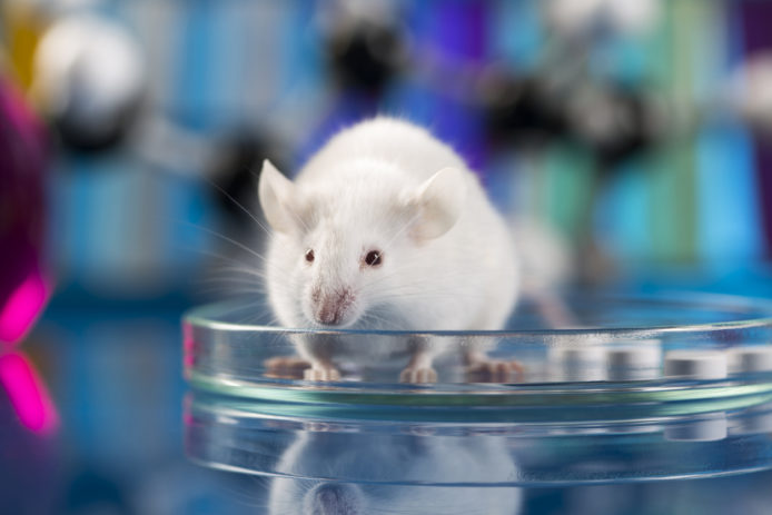 研究人員利用光線干擾老鼠腦波　行動變得更聰明