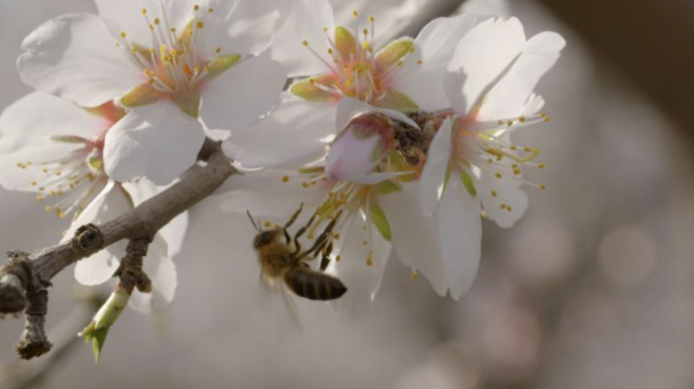 幫蜜蜂提升 7 倍飛行量   阿根廷初創製蜜蜂「能量包」