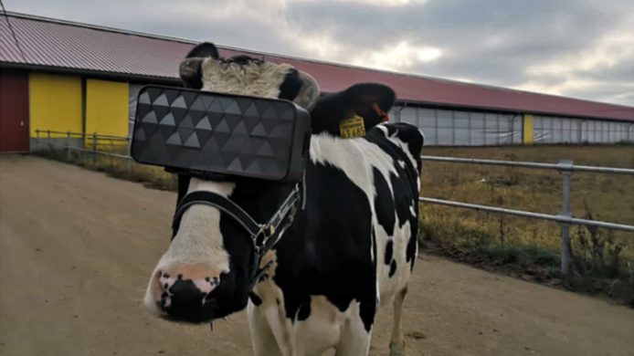 奶農為乳牛佩戴 VR 眼鏡   改善心情生產更優質牛奶