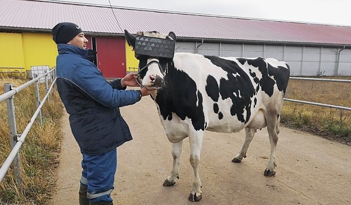 VR技術應用於牛群   助生長和牛奶產量