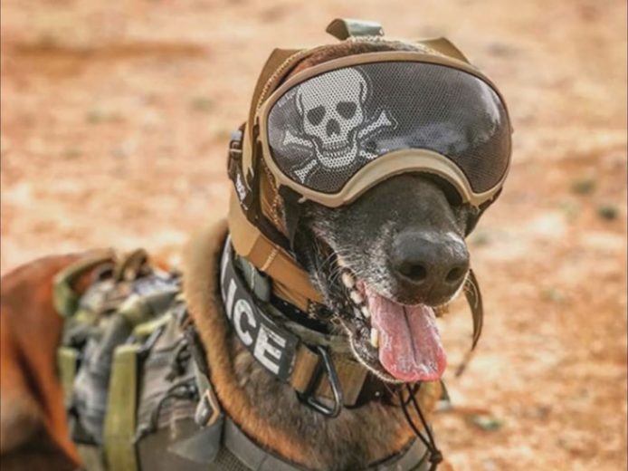 美國研發出狗隻專用耳罩 CAPS  防止犬隻執行任務時聽覺受損
