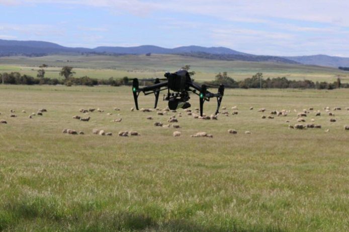 以無人機取代牧羊犬   加入狗吠聲協助驅趕羊群