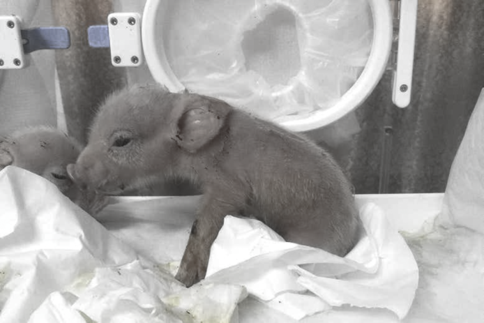 中國培育豬猴混合體   出生不夠一周死亡