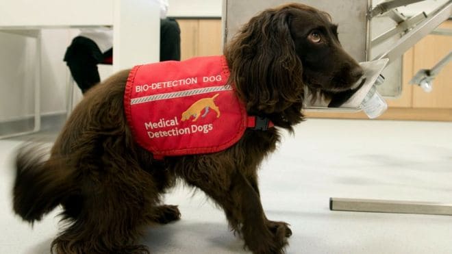 外國組織試圖訓練狗隻　在人群中嗅出染肺炎患者