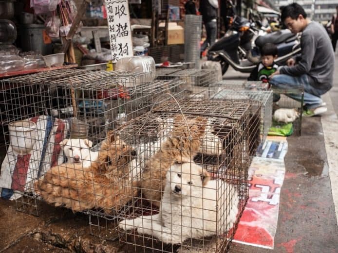 深圳市立法全面禁食貓、狗、野生動物    5 月 1 日起正式實施