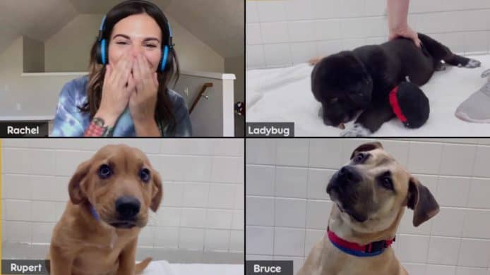 美國狗糧品牌借助 Zoom 服務   協助主人網上領養狗隻