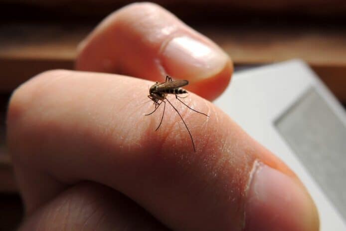 美國放 7.5 億隻基因改造蚊   殺蚊抑制登革熱新武器