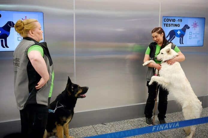 芬蘭訓練機場工作犬   憑嗅覺分辨罹患武肺旅客