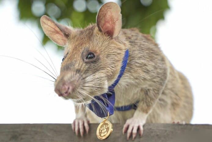 「英雄鼠」探測39地雷   史上第一老鼠獲頒 PDSA 金章