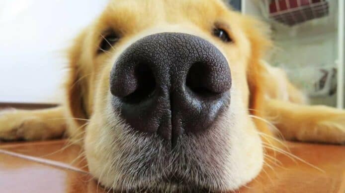 杭州引進狗隻鼻紋資料庫   中國首個提供寵物數碼身份證城市