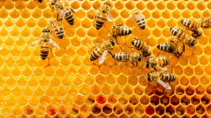 蜜蜂數量大幅下降   發明家製作 3D 打印蜂巢協助保育