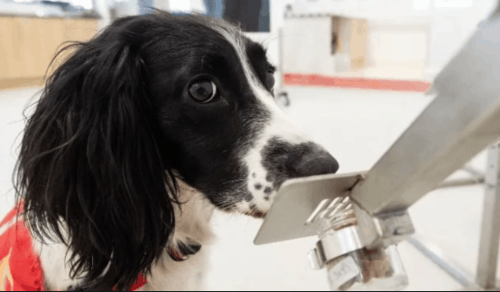 以嗅覺辨別 COVID-19 尿液樣本   受訓練狗隻辨別準確度達96％