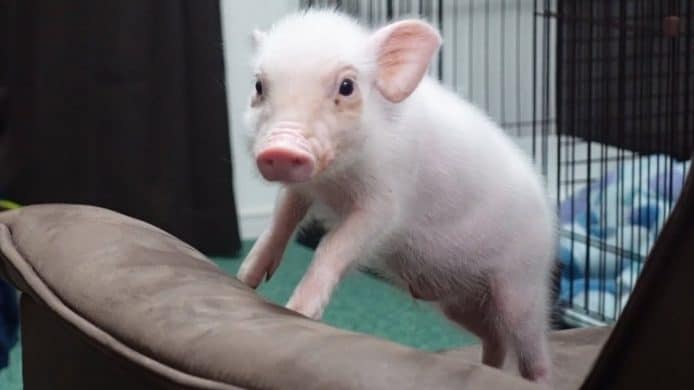 日本 YouTuber 開設小豬頻道   取名「100 天後吃的豬」獲 5 萬網民追蹤