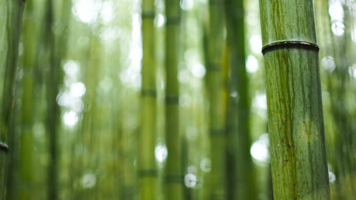 英國工程師移居香港用科技改善生態　香港首個竹林概念持續發展計劃正式登場
