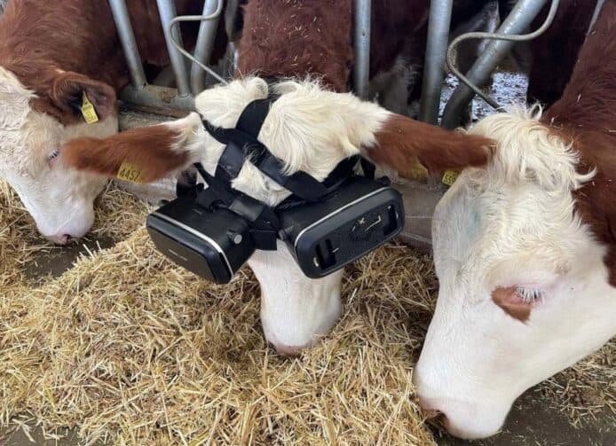 乳牛也戴 VR 眼鏡　提供夏日感覺提升牛奶產量