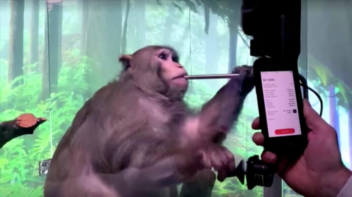 Elon Musk 旗下 Neuralink 被指虐待動物　 為猴子腦部植入晶片及部份安樂死