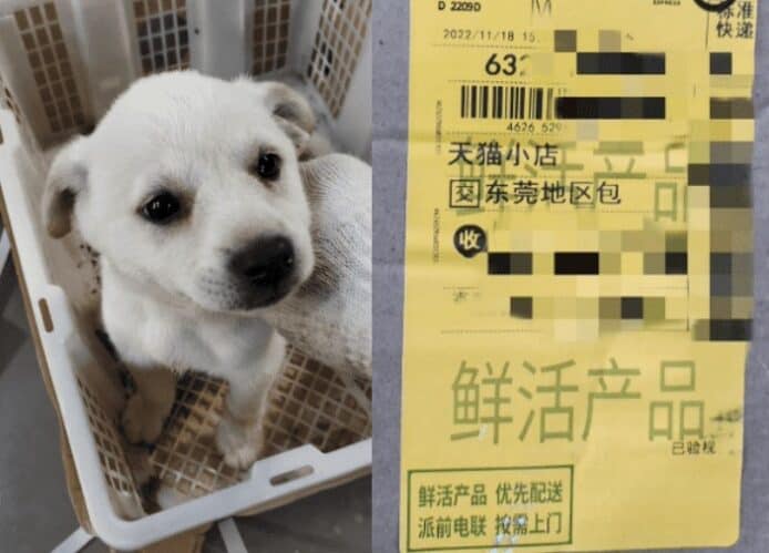 中國網購小狗貼上「鮮活產品」   集運商拒收：放在貨倉暫養