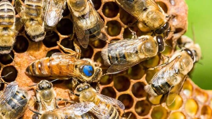 全球首款蜜蜂用疫苗   美國農業部近日批准使用