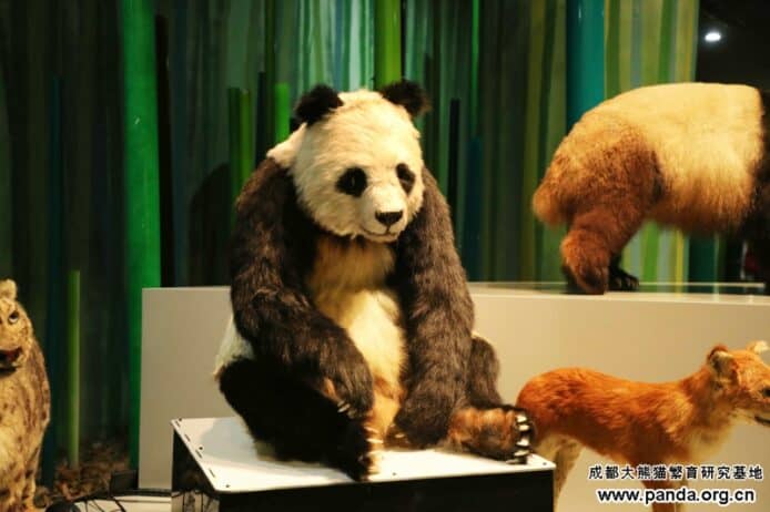 全球首隻仿生熊貓機械人成都亮相     視線跟隨遊客 + 交談有情緒