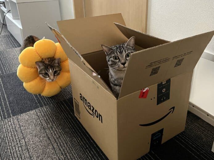 日本網民 Amazon 開箱竟有貓  Amazon 官方：不接受退貨