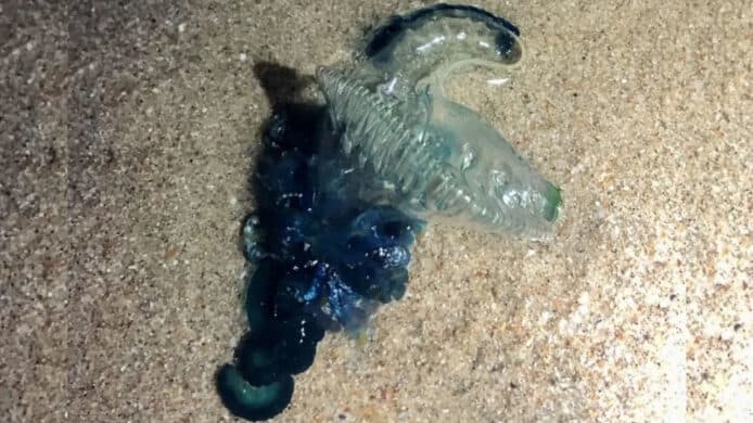 與西貢僅一海之隔   深圳大鵬海灘發現劇毒僧帽水母