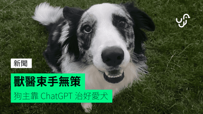台灣獸醫：ChatGPT 取代獸醫說法是「低能」  獸醫醫不好寵物不等如獸醫無用