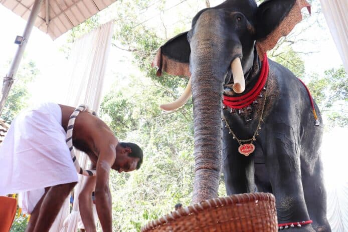 印度廟宇改用機械大象祭祀  大象也「失業」