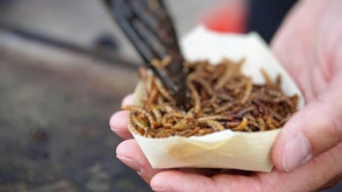 新加坡批准進口及銷售昆蟲作食物   包括蟋蟀、蚱蜢、蜜蜂、蝗蟲等 16 種類
